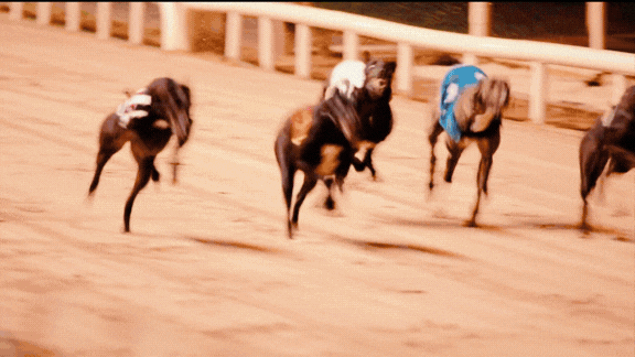 Enjoy a summer night out at Limerick Greyhound Stadium Gif shows a selection of images of a night out at Greyhound Racing including racing, food and drink and people cheering.