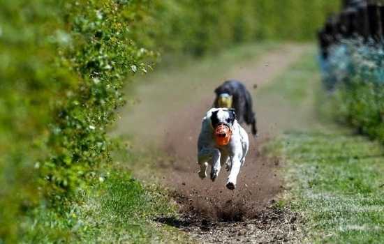 Margaret Bolton's greyhounds out for a run in the gallop at her training kennels Margaret Bolton's greyhounds out for a run in the gallop at her training kennels